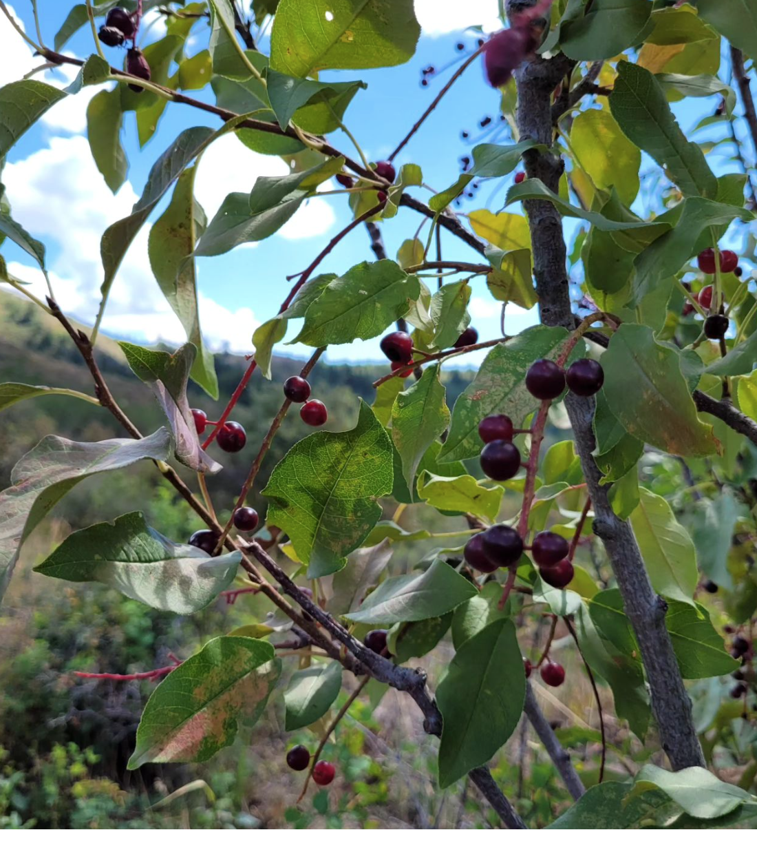 Western Chokecherry (Prunus virginiana demissa)