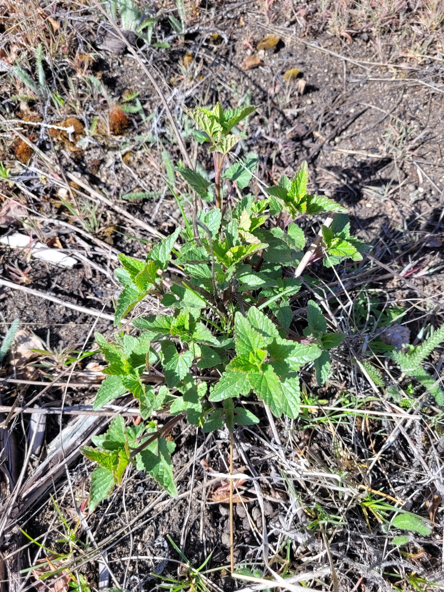 Nettle-Leaf Giant Hyssop (Agastache urticifolia)
