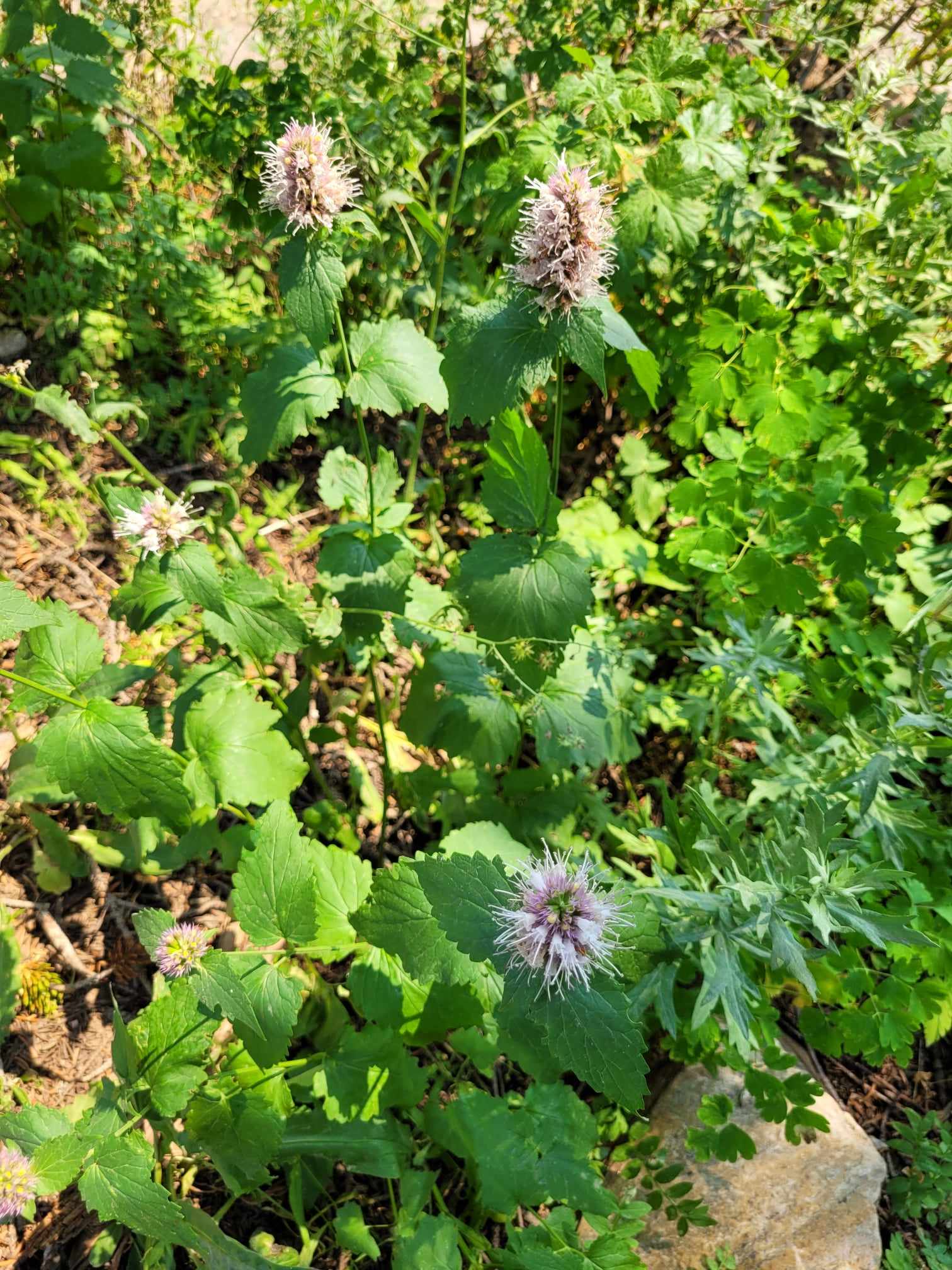 Nettle-Leaf Giant Hyssop (Agastache urticifolia)