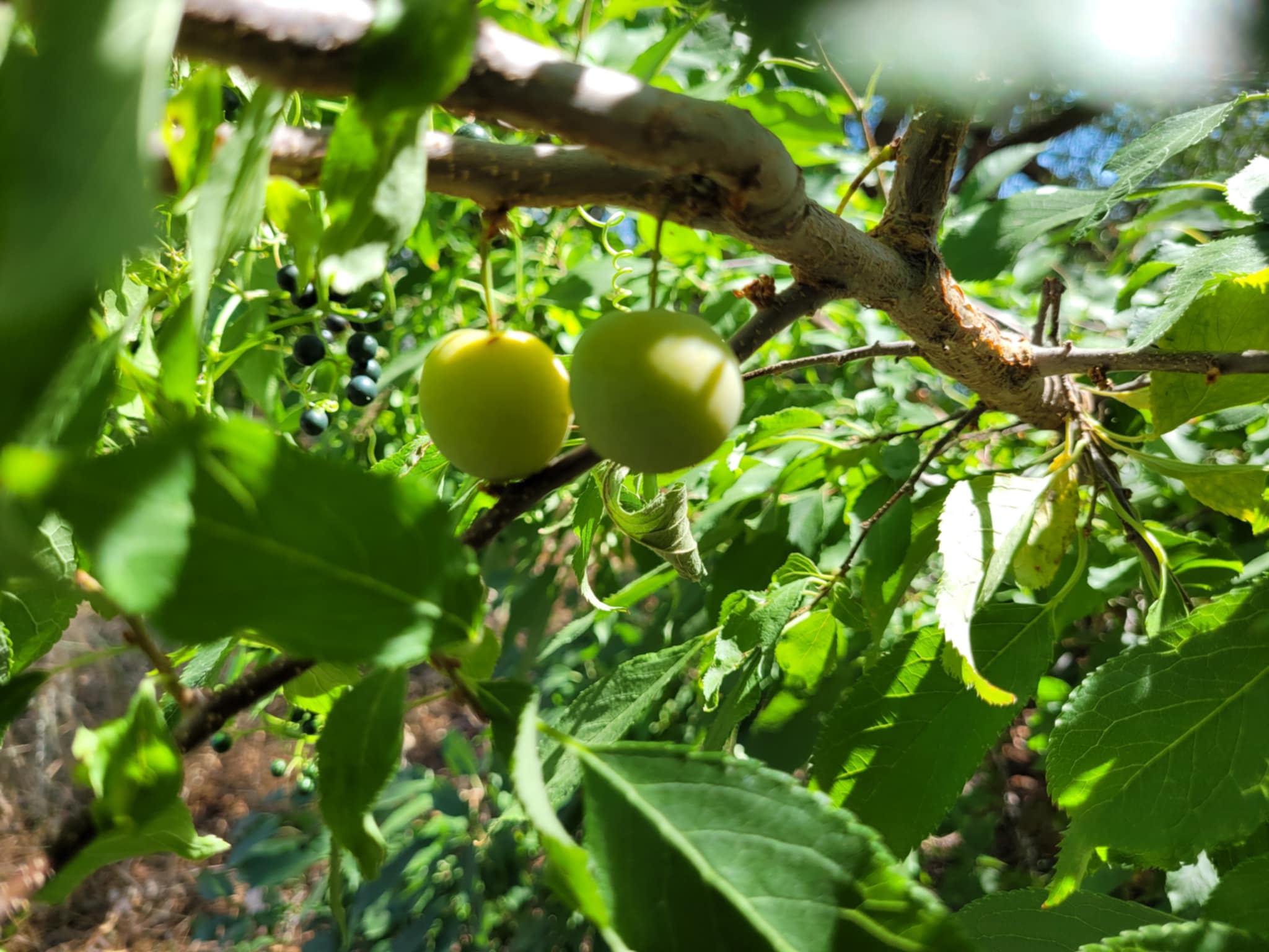 American Plum (Prunus americana)