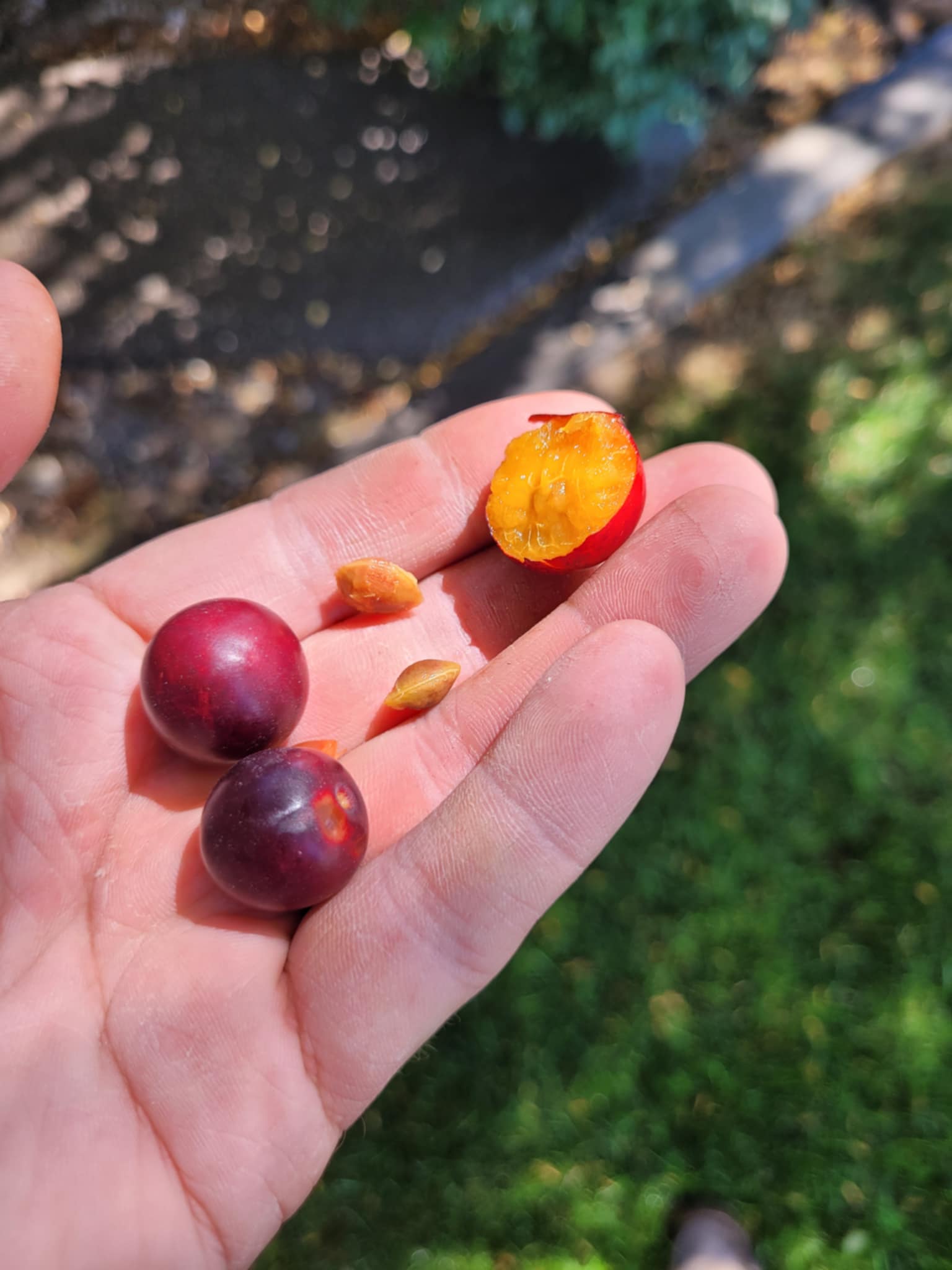 American Plum (Prunus americana)