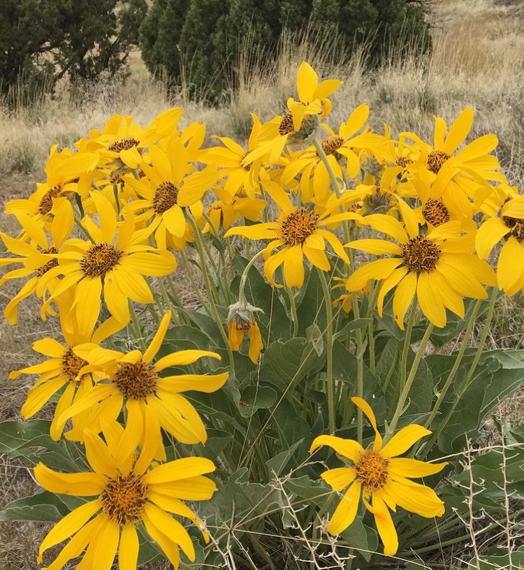 Arrowleaf Balsamroot (Balsamorhiza sagittata)