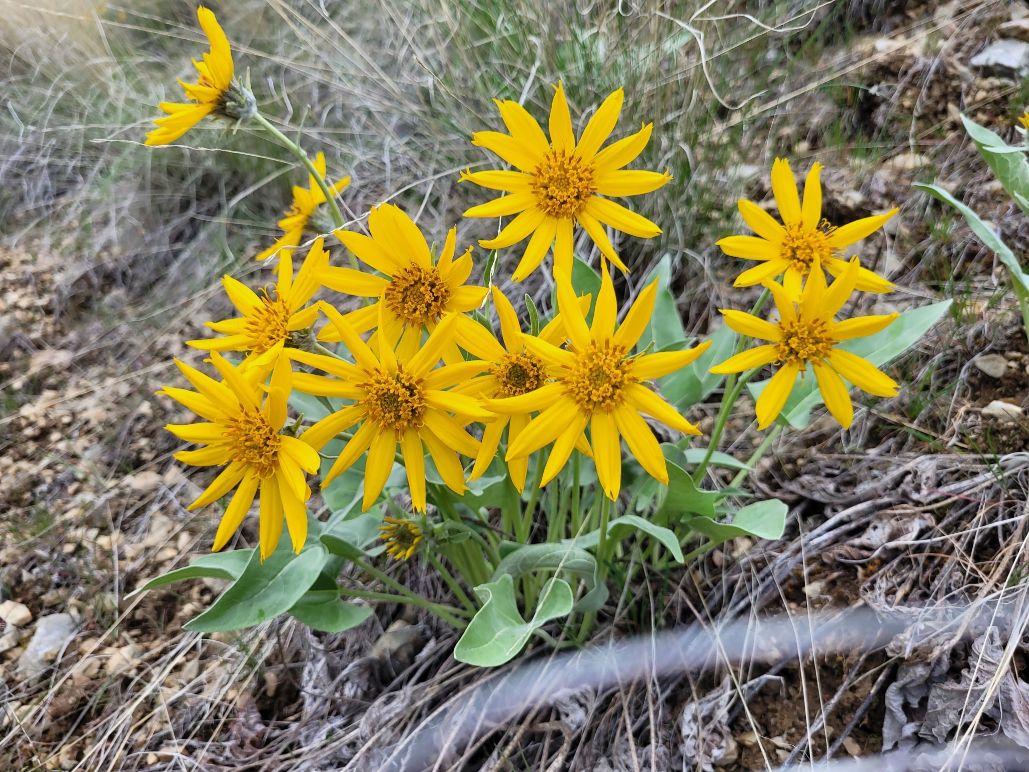 Arrowleaf Balsamroot (Balsamorhiza sagittata)
