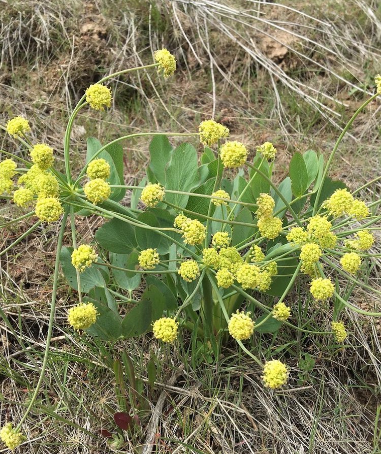 Barestem Biscuitroot (Lomatium nudicaule)