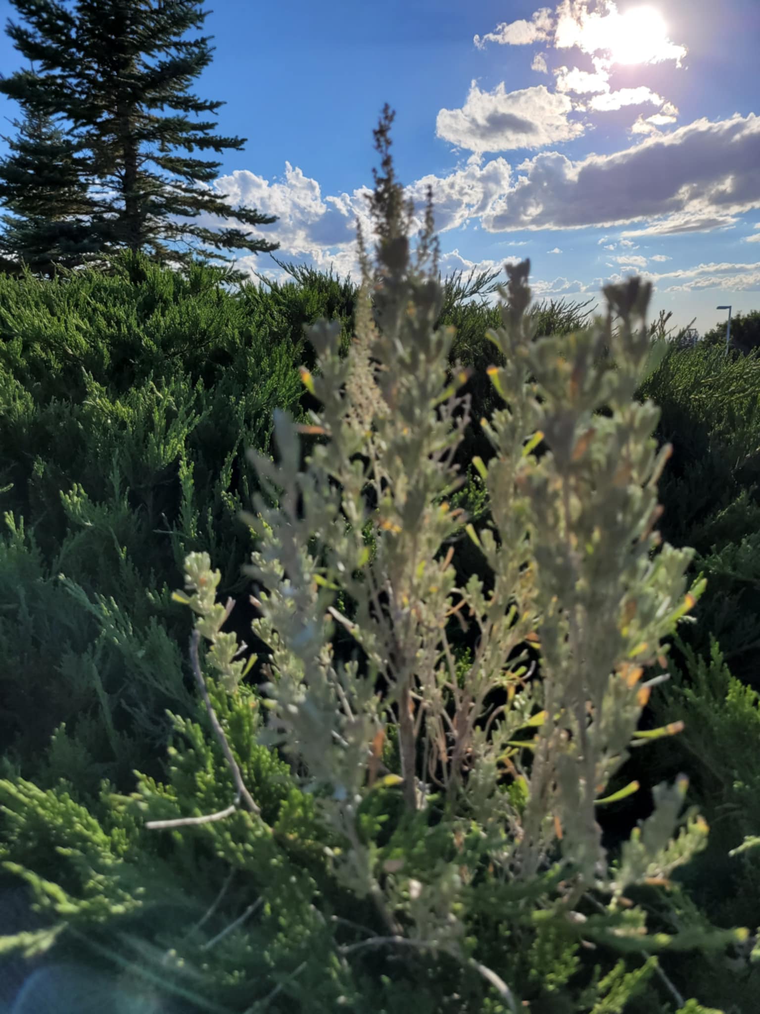 Big Sagebrush (Artemisia tridentata)