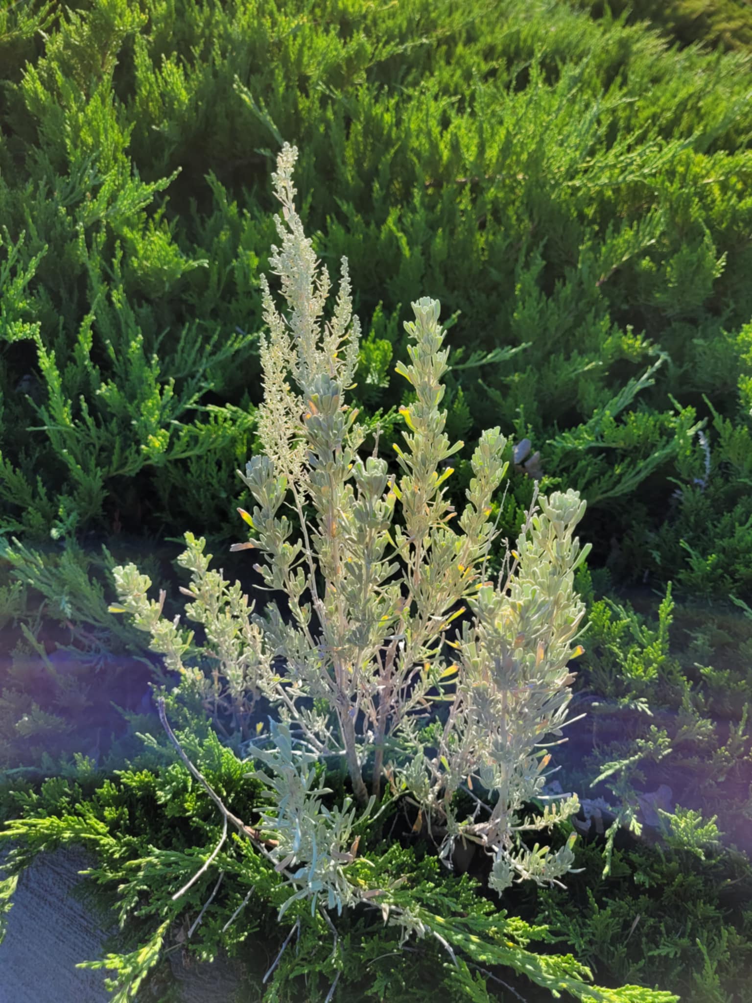 Big Sagebrush (Artemisia tridentata)