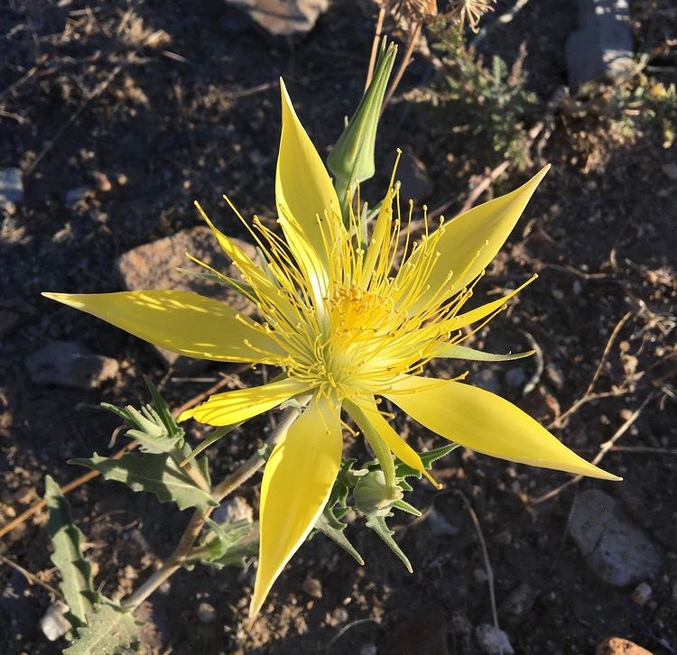 Giant Blazingstar (Mentzelia laevicaulis)
