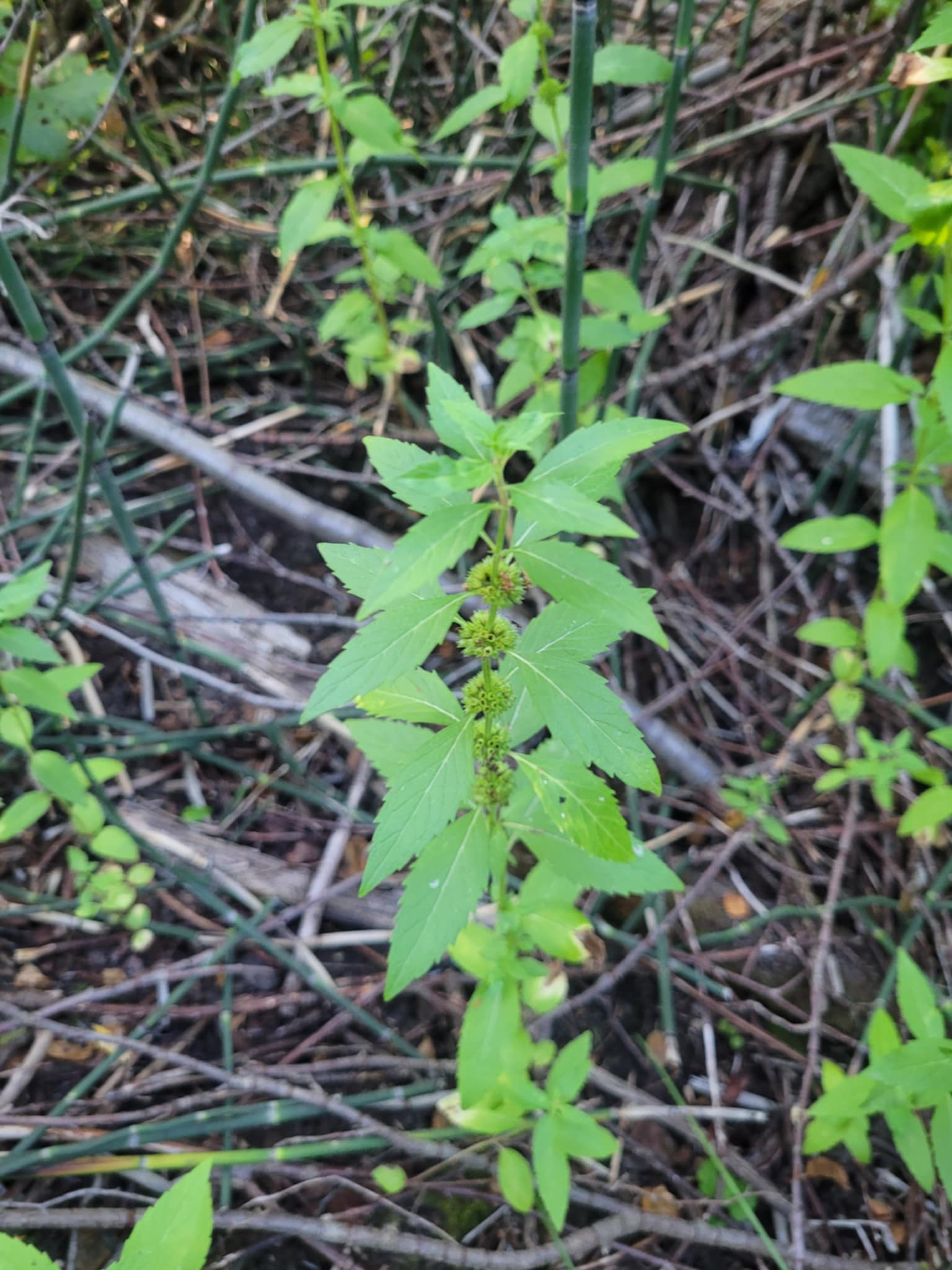 Canada Mint (Mentha canadensis)