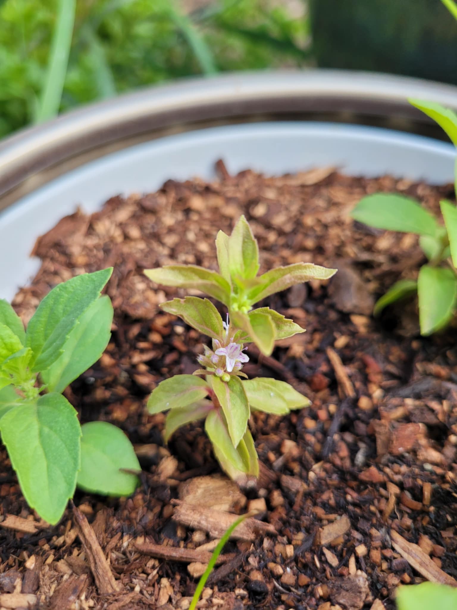 Canada Mint (Mentha canadensis)