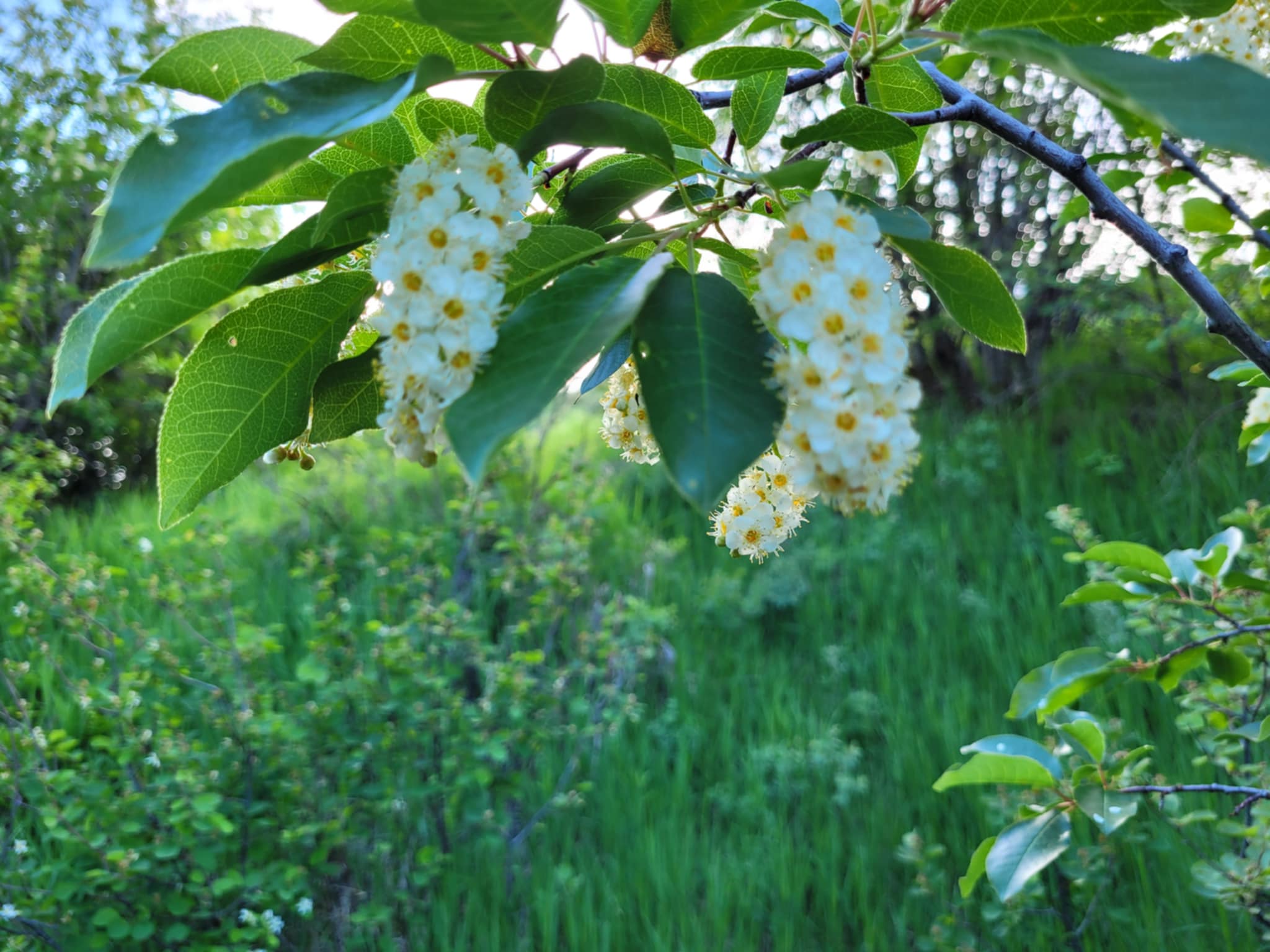 Chokecherry (Prunus virginiana)