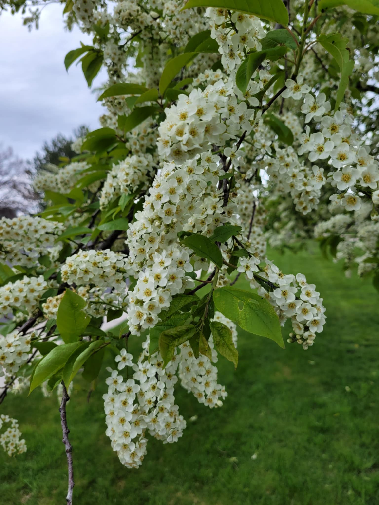 Chokecherry (Prunus virginiana)