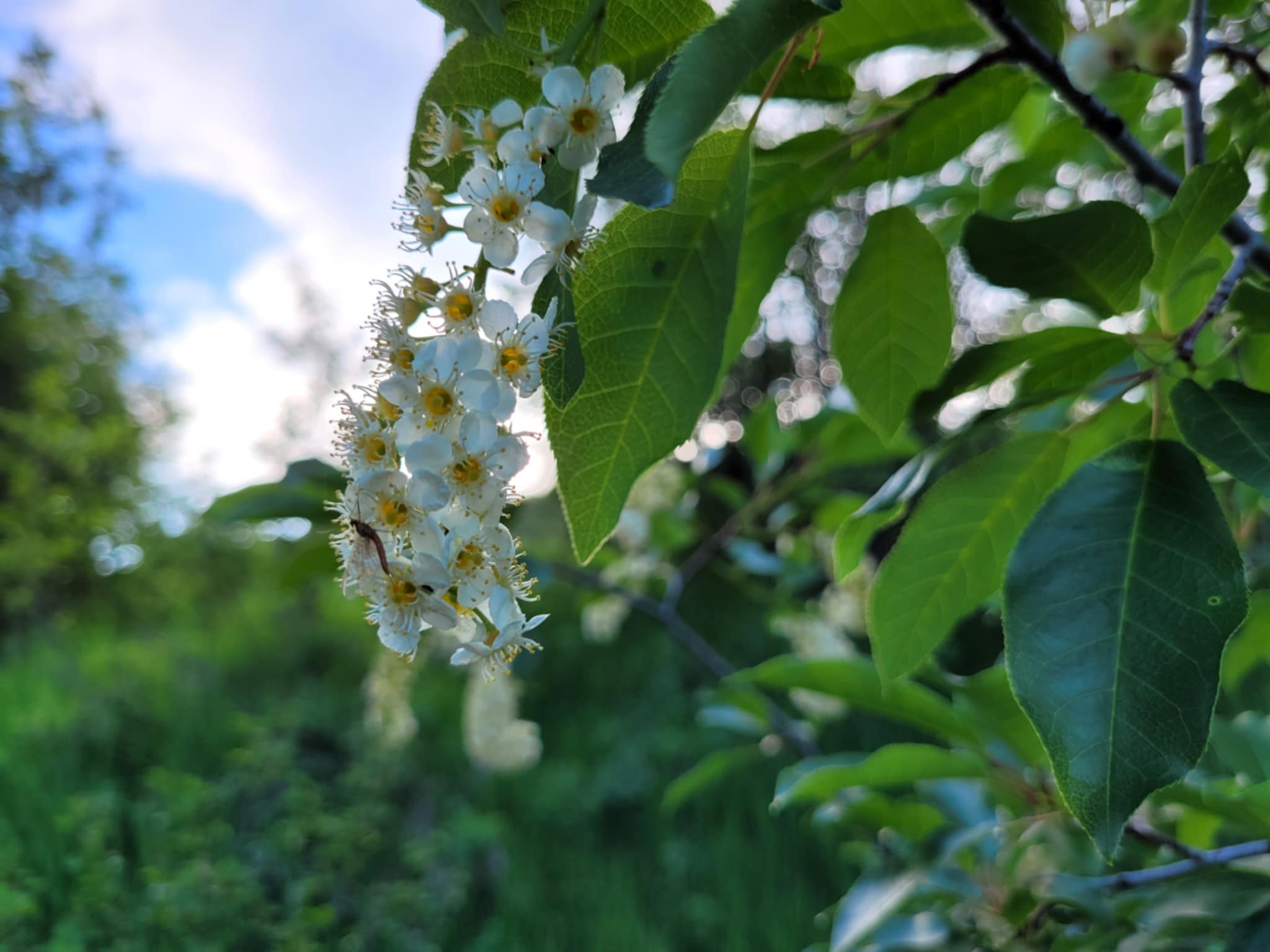 Chokecherry (Prunus virginiana)