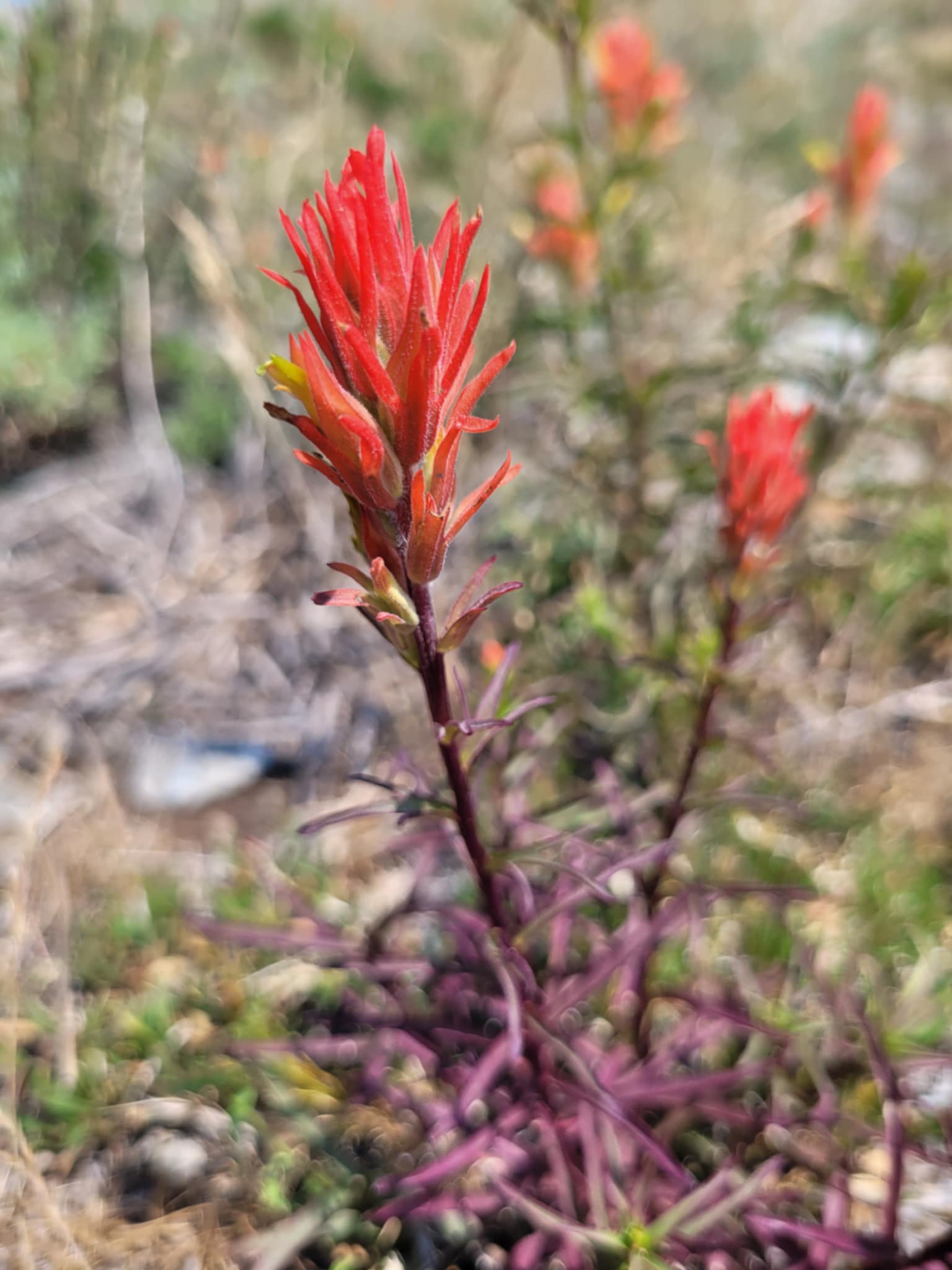 Desert Paintbrush (Castilleja chromosa)