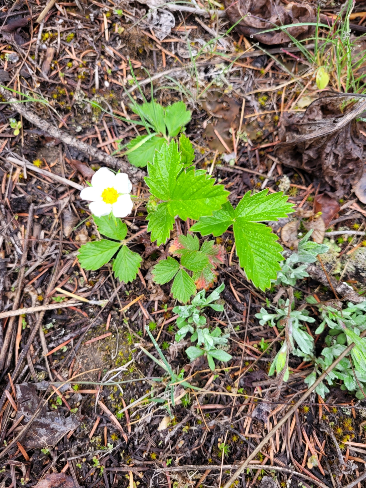 Wild Strawberry (Fragaria vesca)