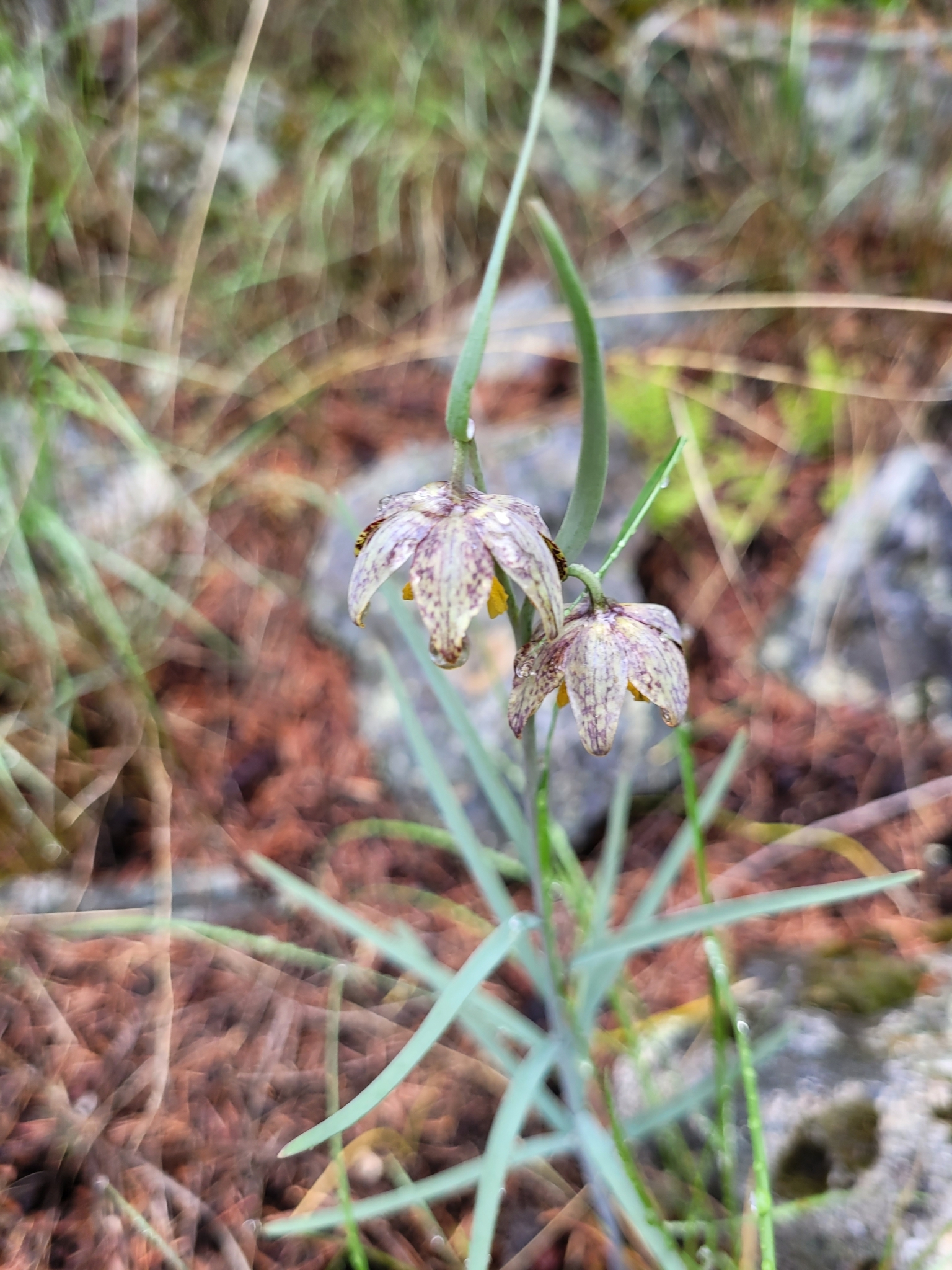 Spotted Fritillary (Fritillaria atropurpurea)