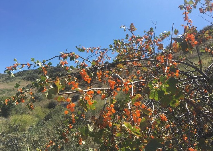 Golden Currant (Ribes aureum)