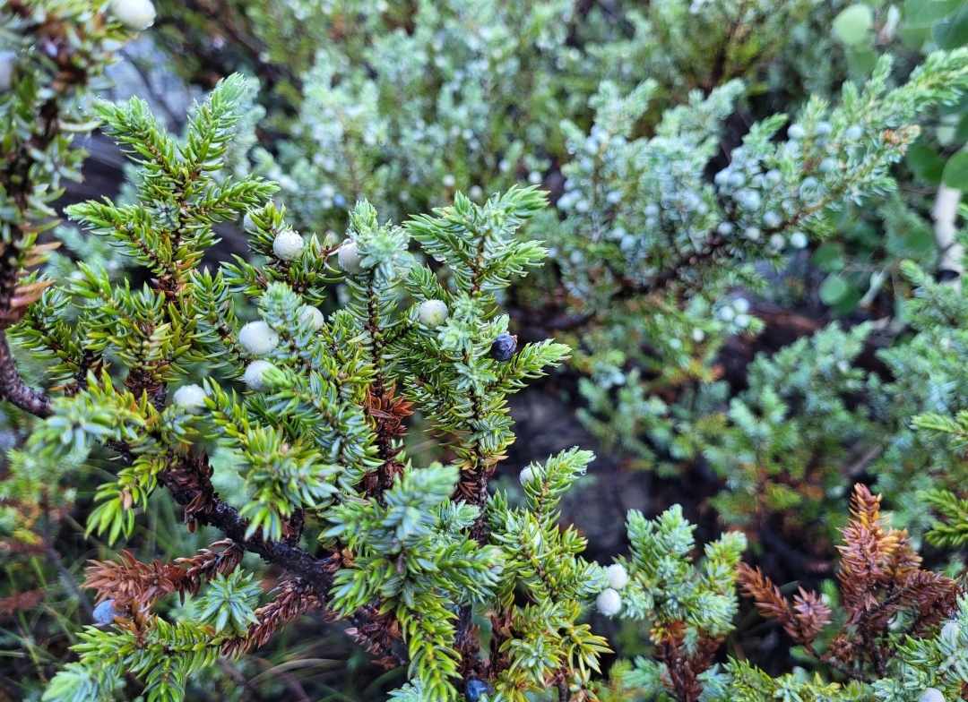 Western Common Juniper (Juniperus communis kelleyi)