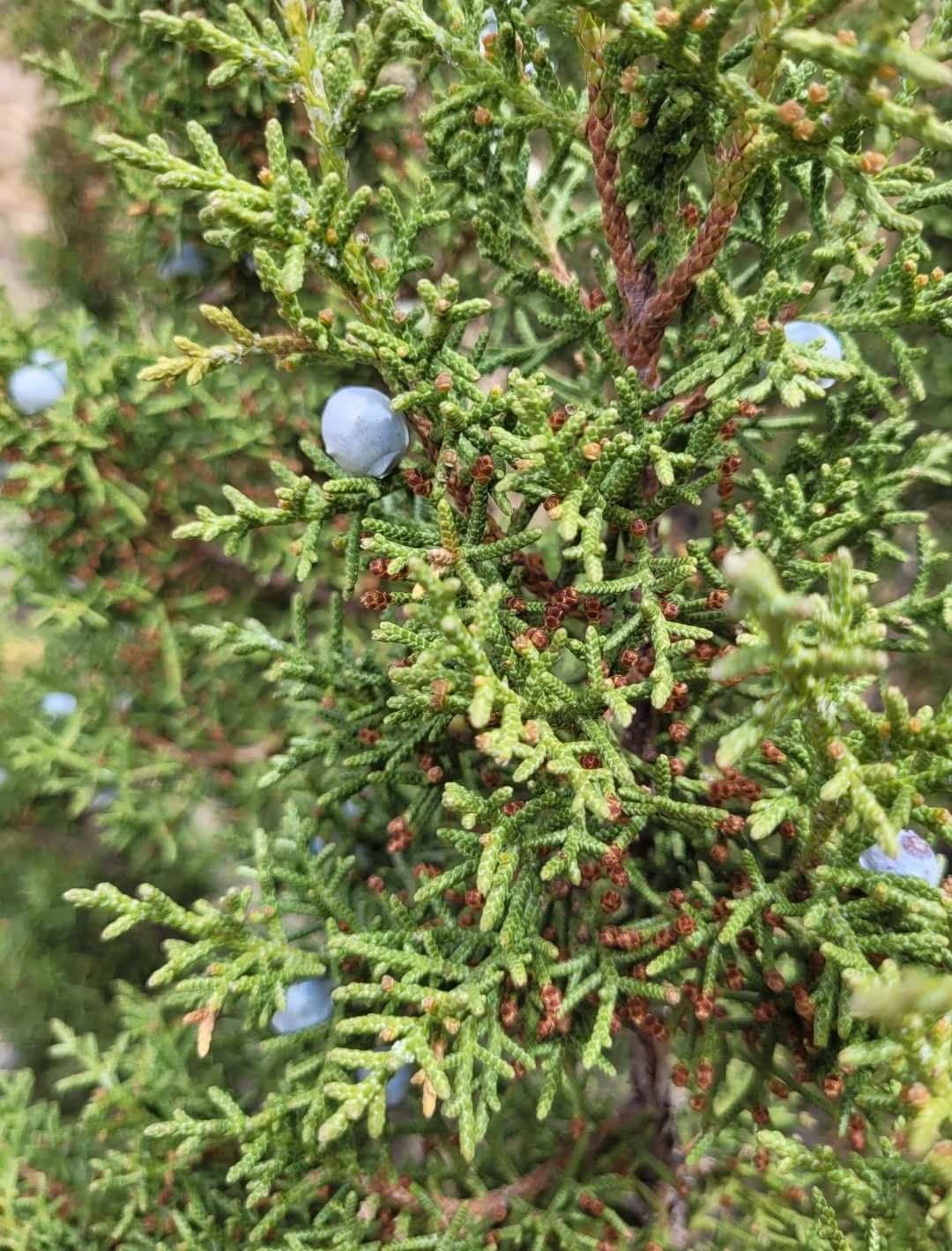 Utah Juniper (Juniperus osteosperma)