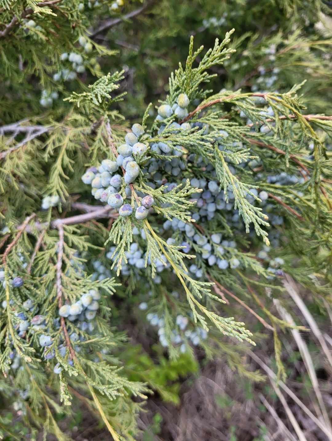 Rocky Mountain Juniper (Juniperus scopulorum)
