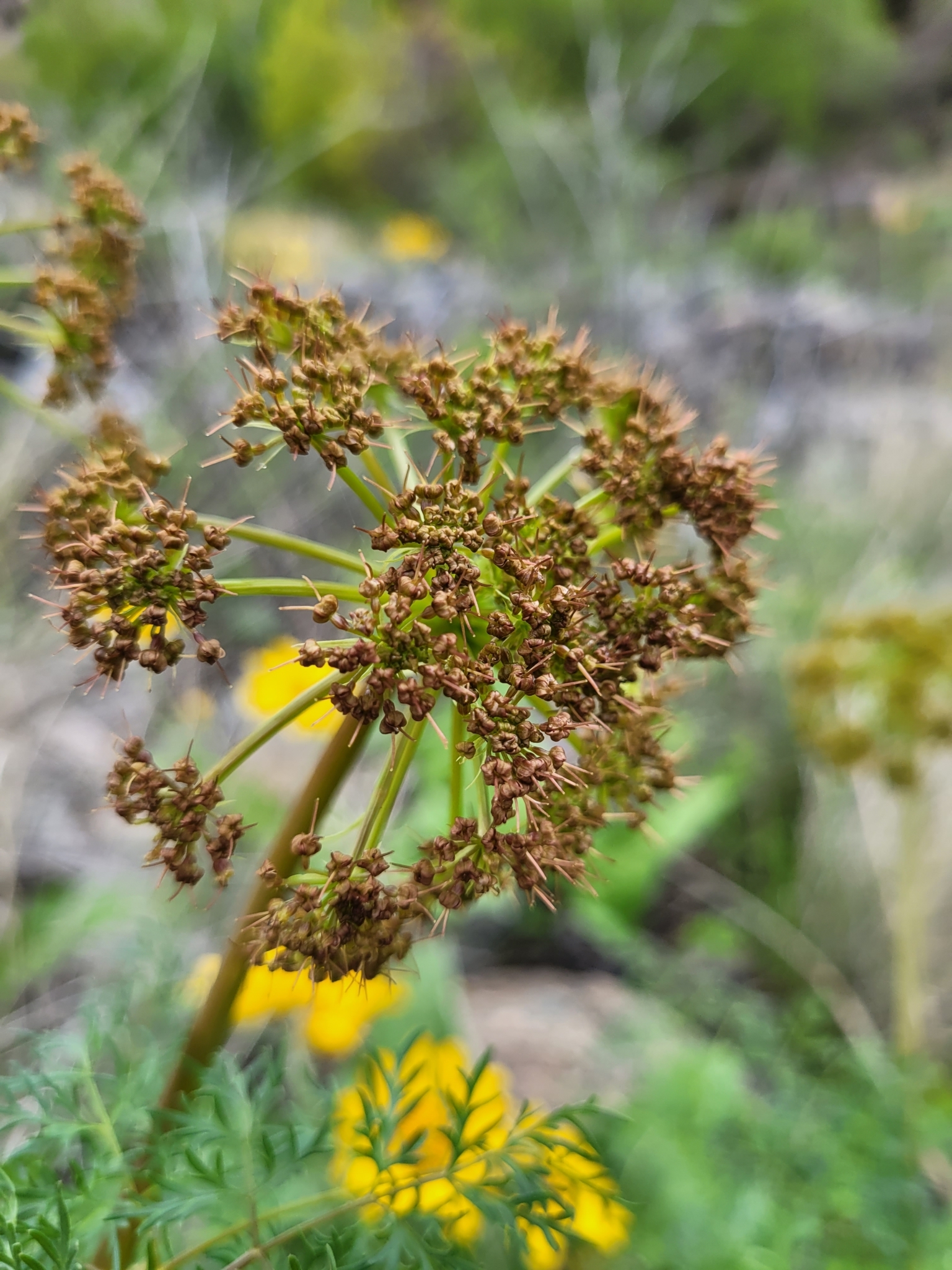Fernleaf Biscuitroot (Lomatium dissectum)