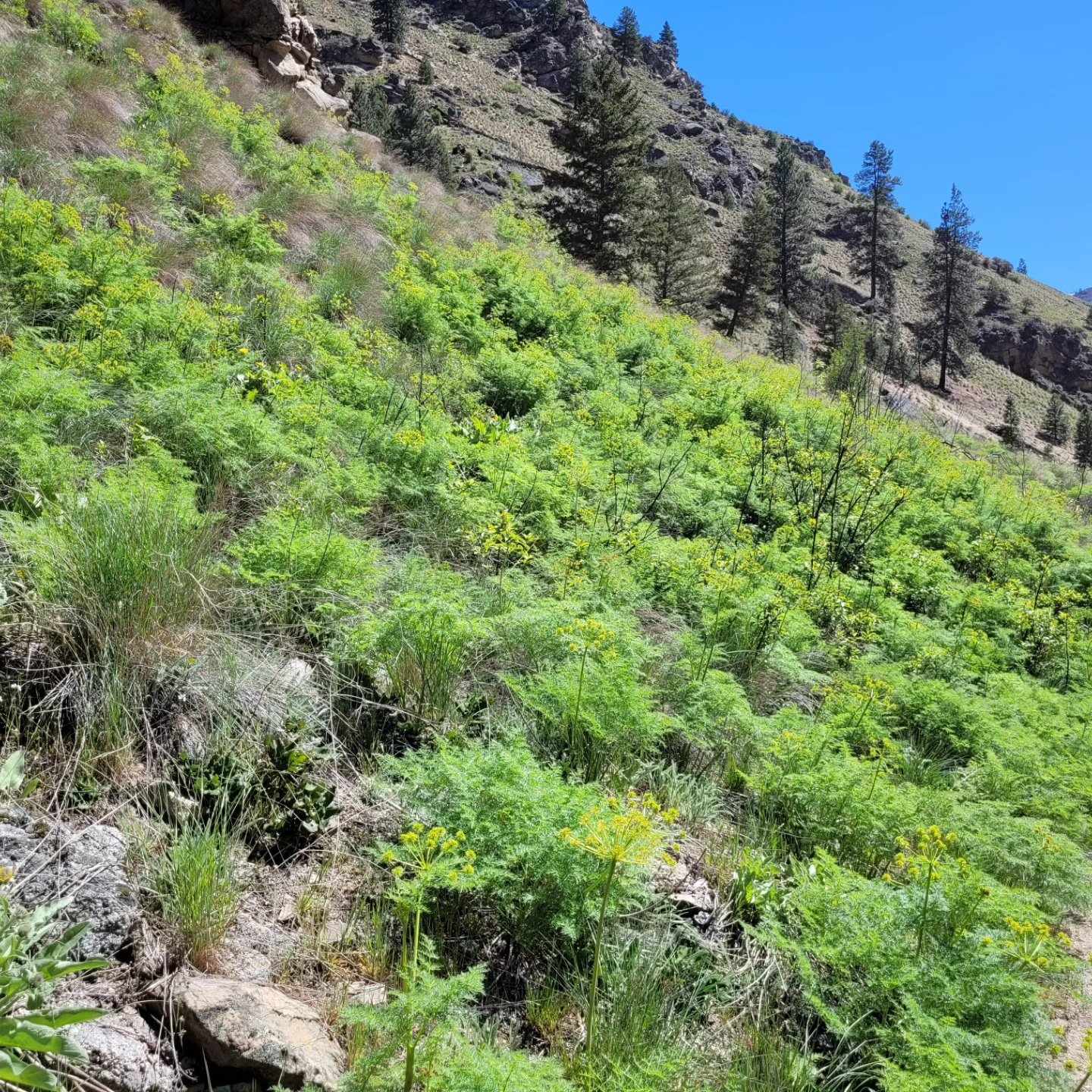 Fernleaf Biscuitroot (Lomatium dissectum)