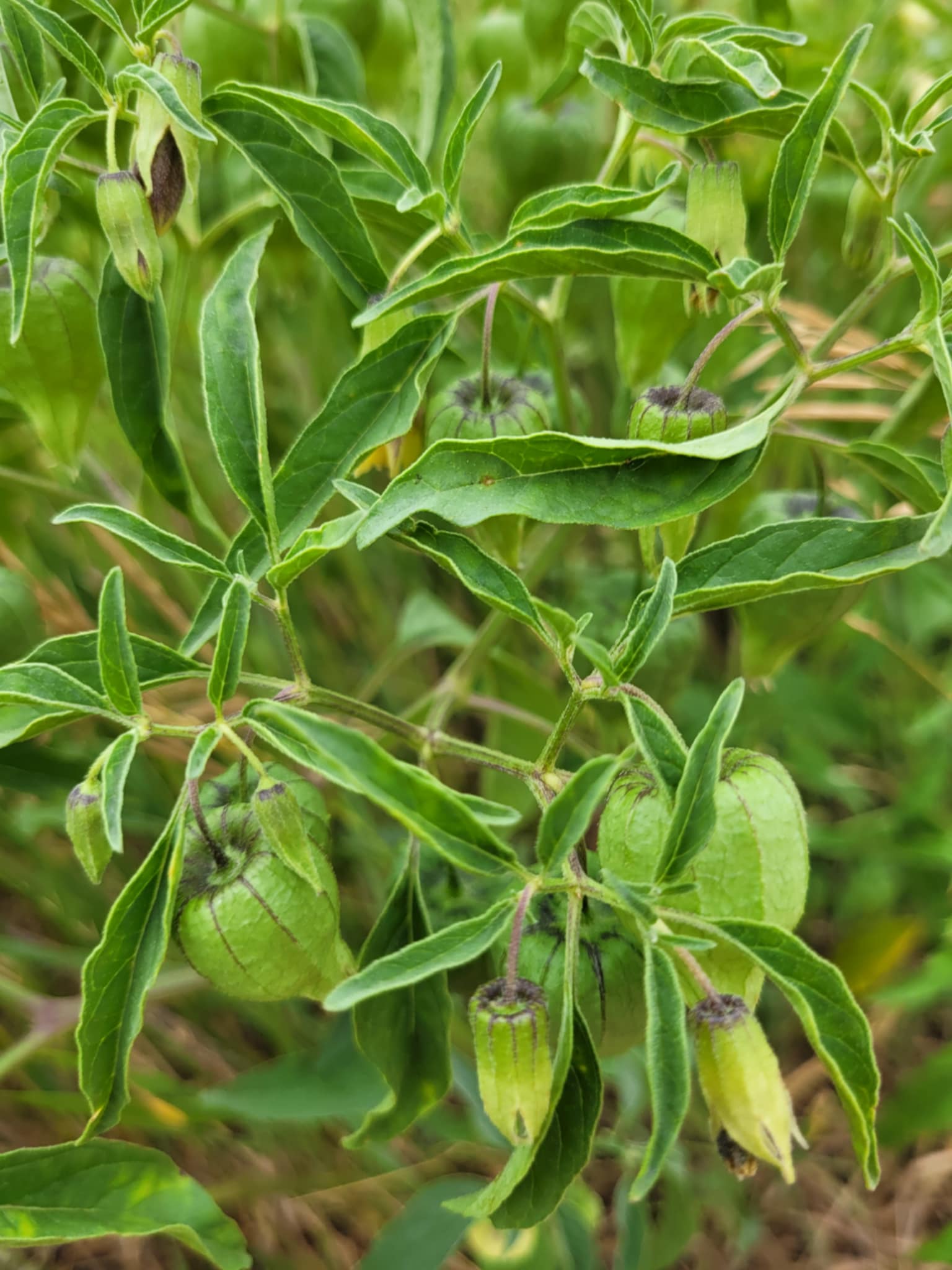Longleaf Groundcherry (Physalis longifolia)