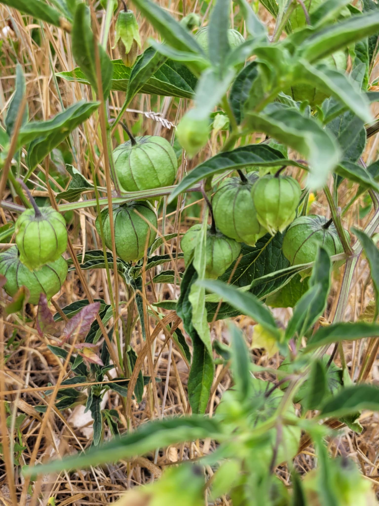 Longleaf Groundcherry (Physalis longifolia)