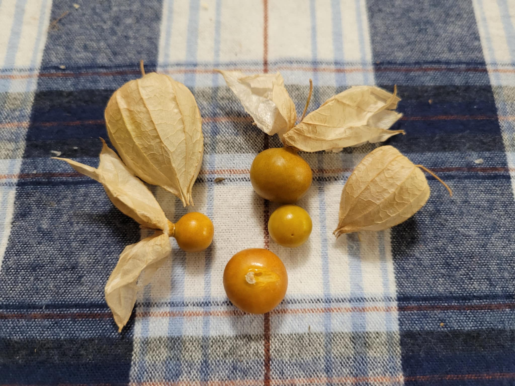 Longleaf Groundcherry (Physalis longifolia)