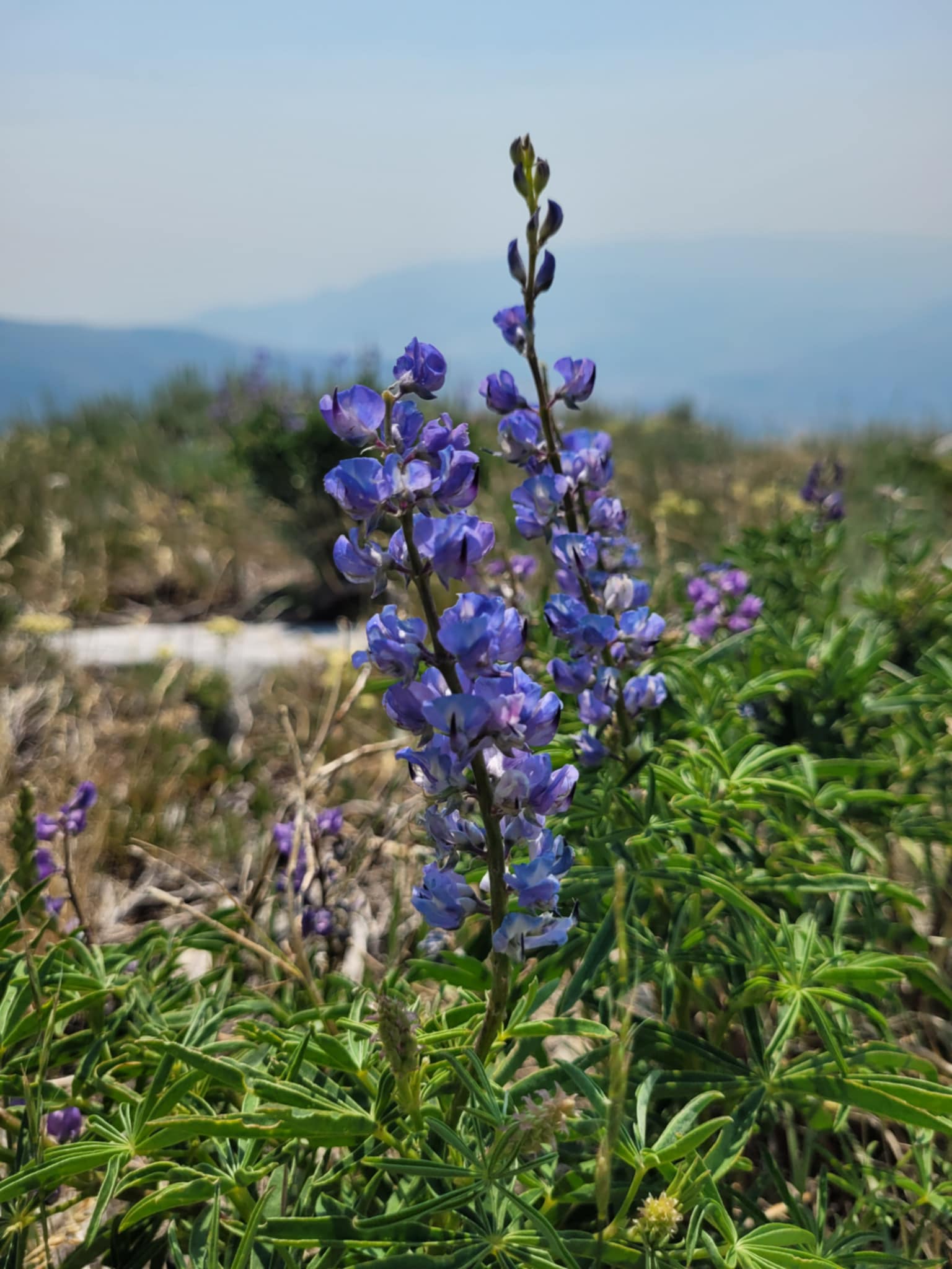 Lupine (Lupinus spp.)