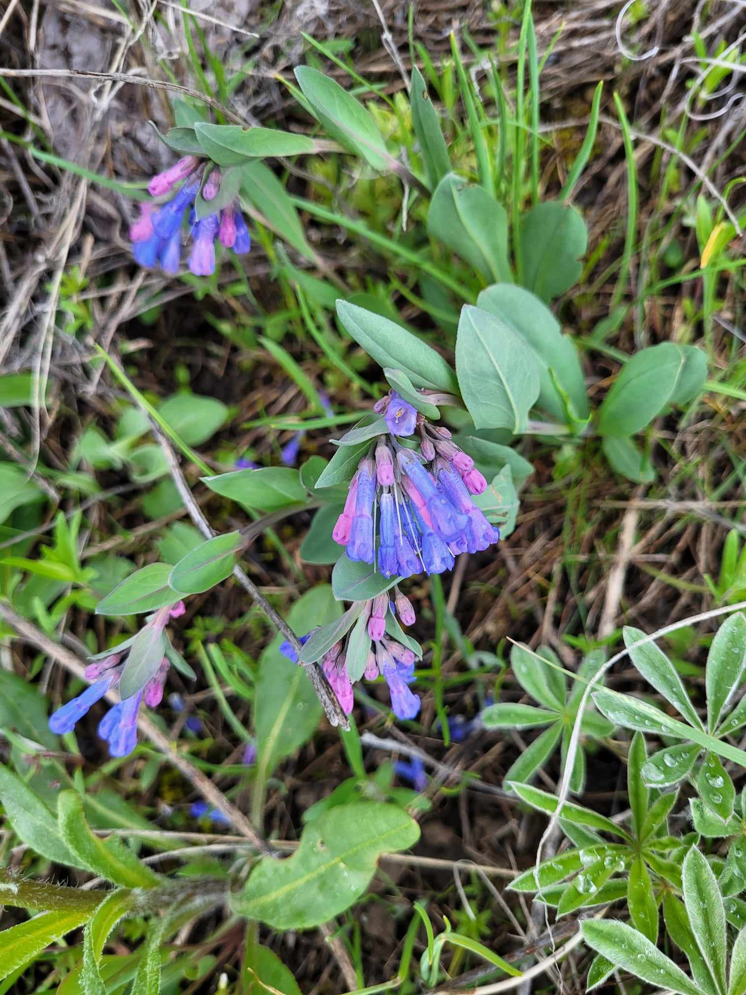 Sagebrush Bluebells (Mertensia oblongifolia)