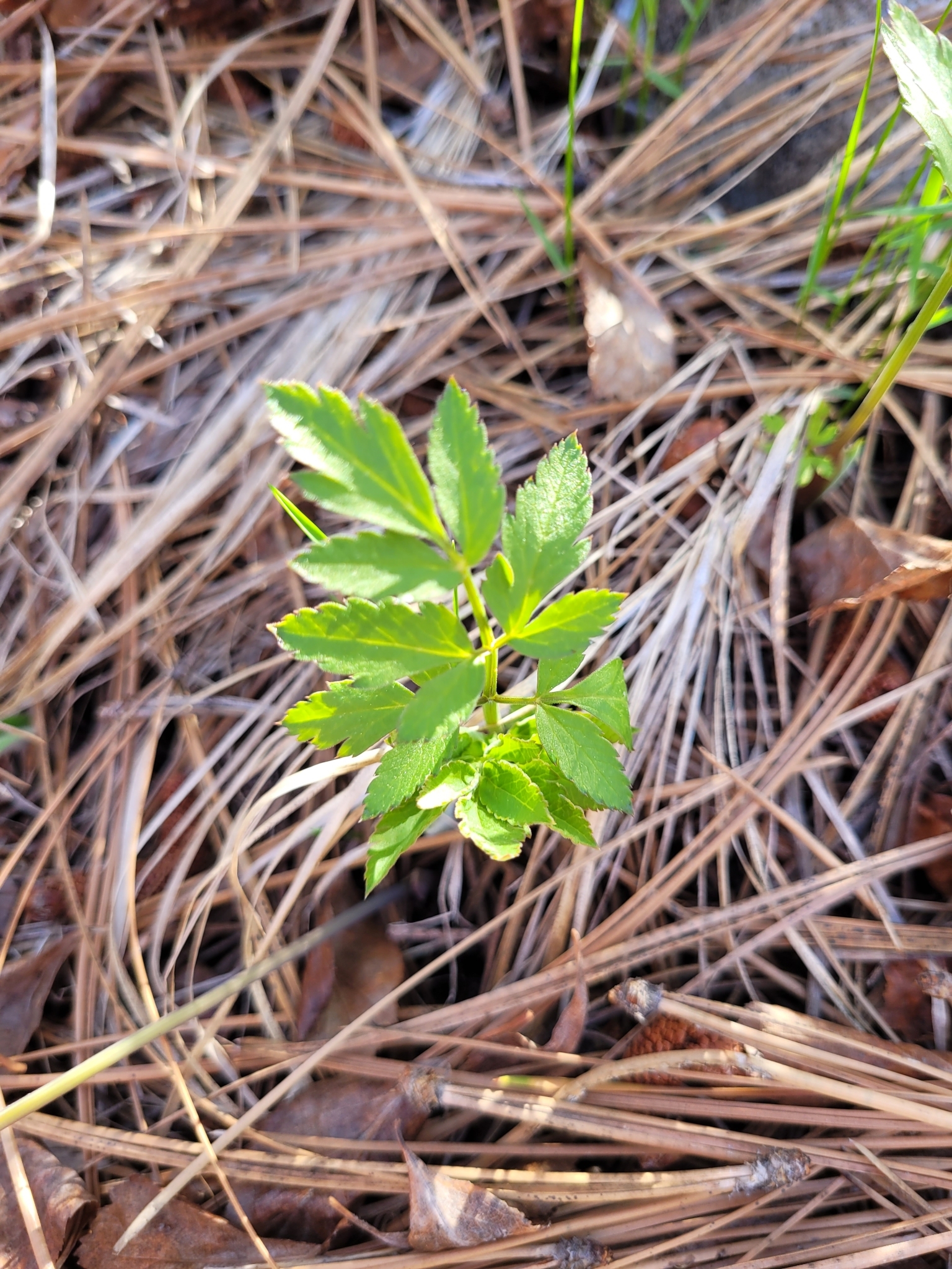 Western Sweet Cicely (Osmorhiza occidentalis)