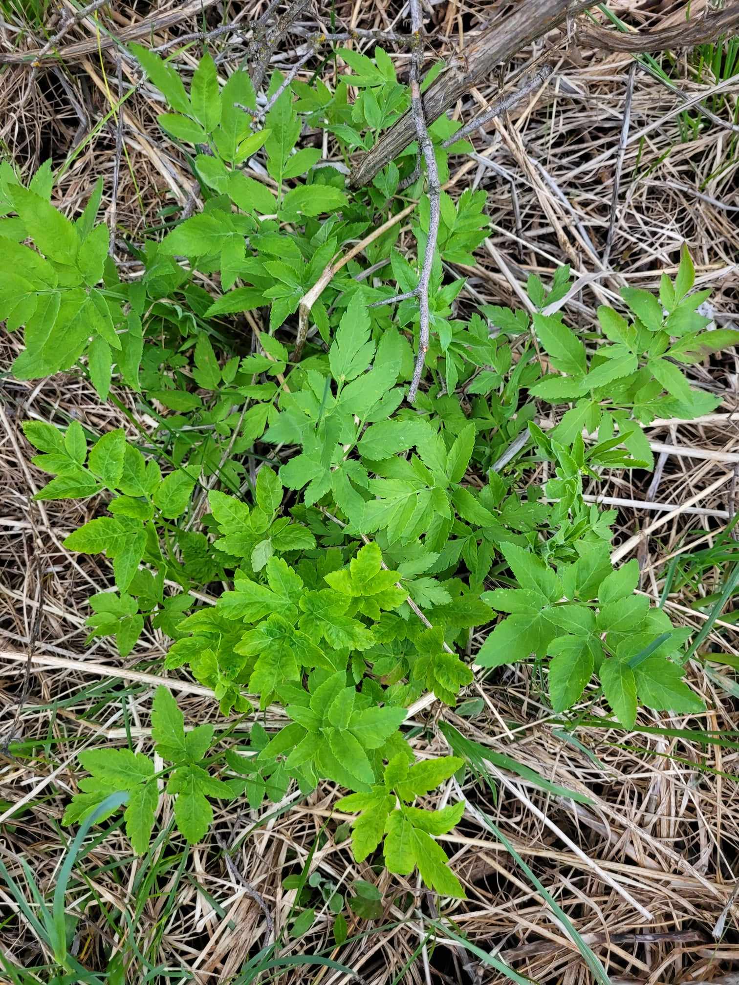 Western Sweet Cicely (Osmorhiza occidentalis)