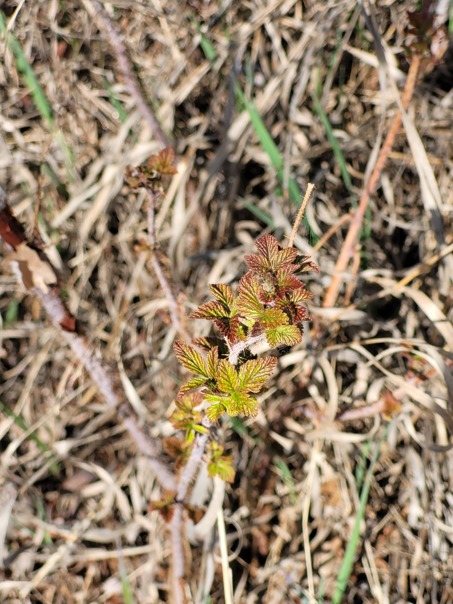 American Red Raspberry (Rubus idaeus strigosus)