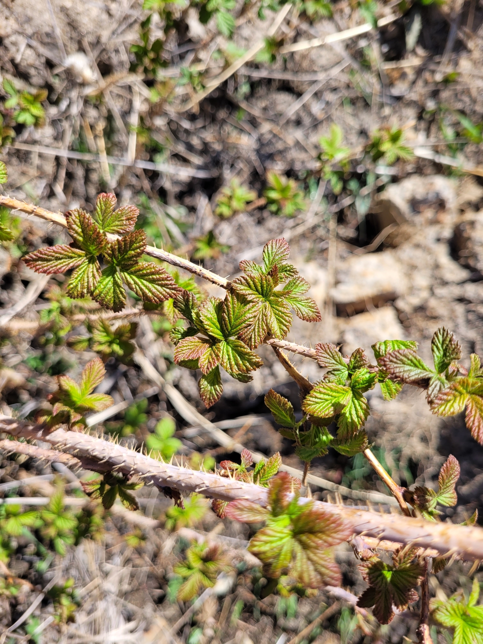 American Red Raspberry (Rubus idaeus strigosus)