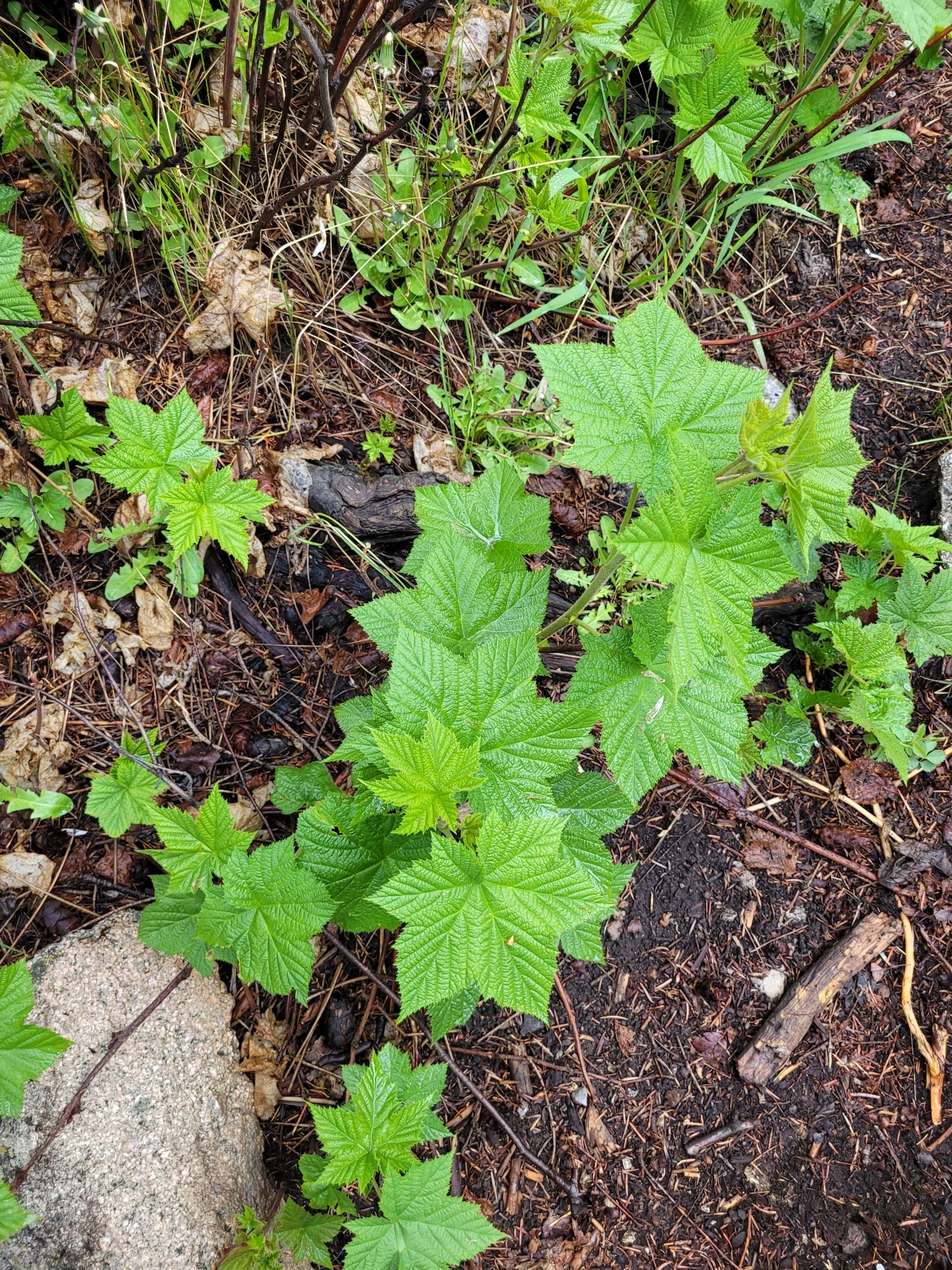Thimbleberry (Rubus parviflorus)