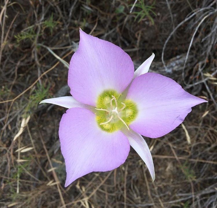 Sagebrush Mariposa Lily (Calochortus macrocarpus)