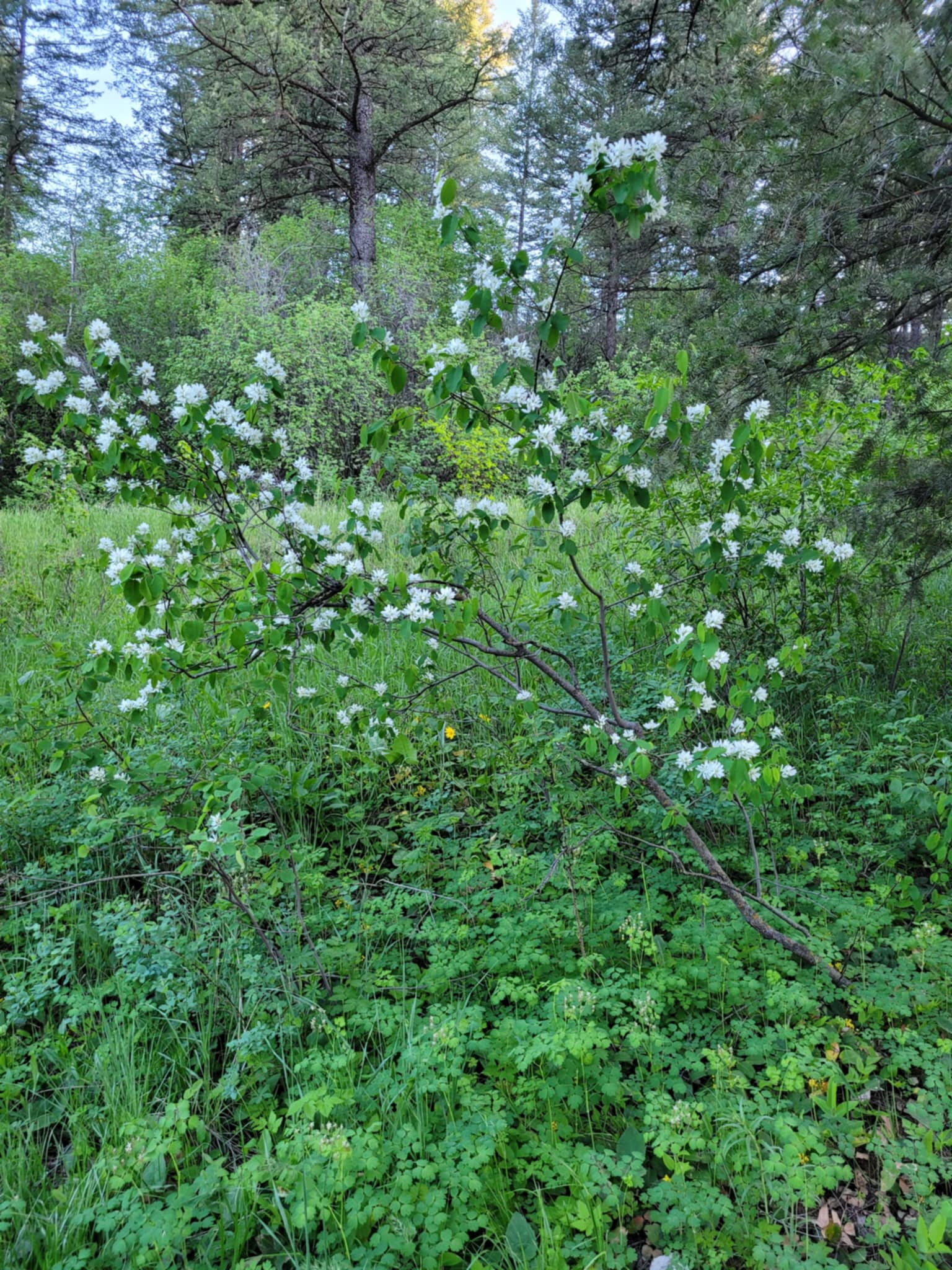 Saskatoon Serviceberry (Amelanchier alnifolia)