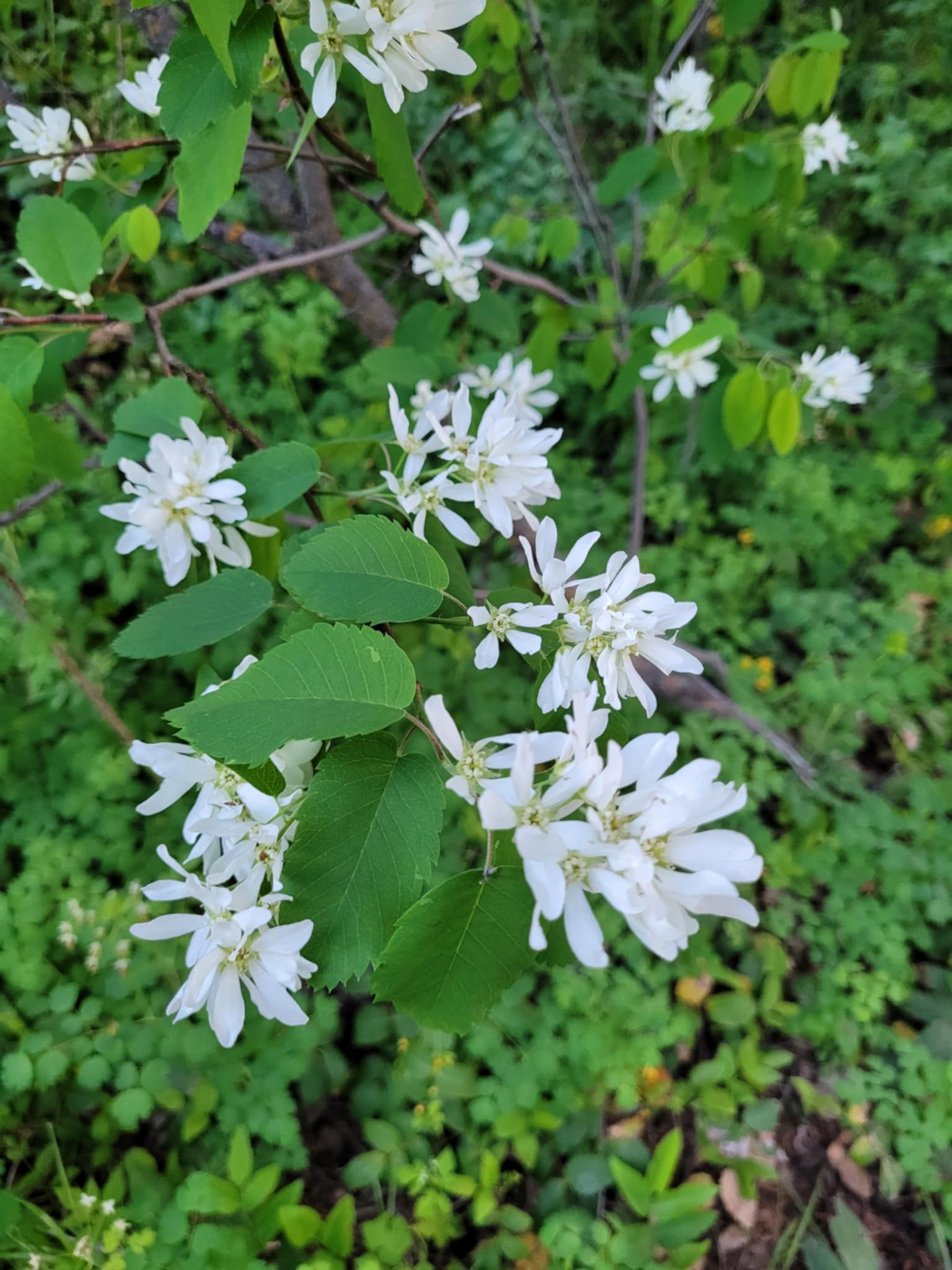 Saskatoon Serviceberry (Amelanchier alnifolia)