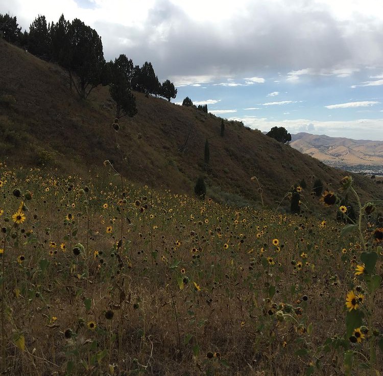 Sunflower (Helianthus annuus)