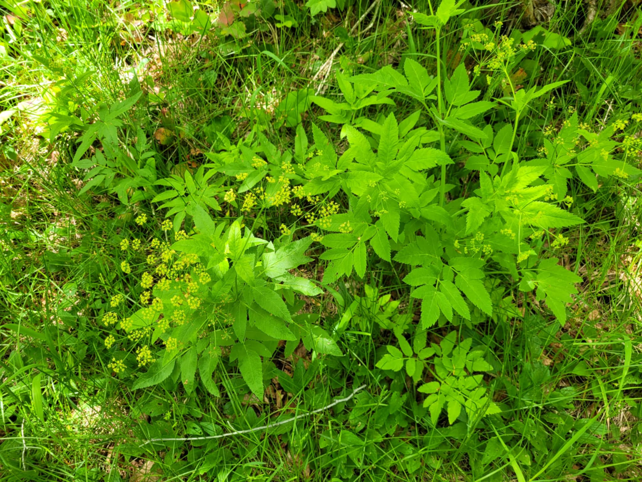 Sweet Cicely (Osmorhiza occidentalis)