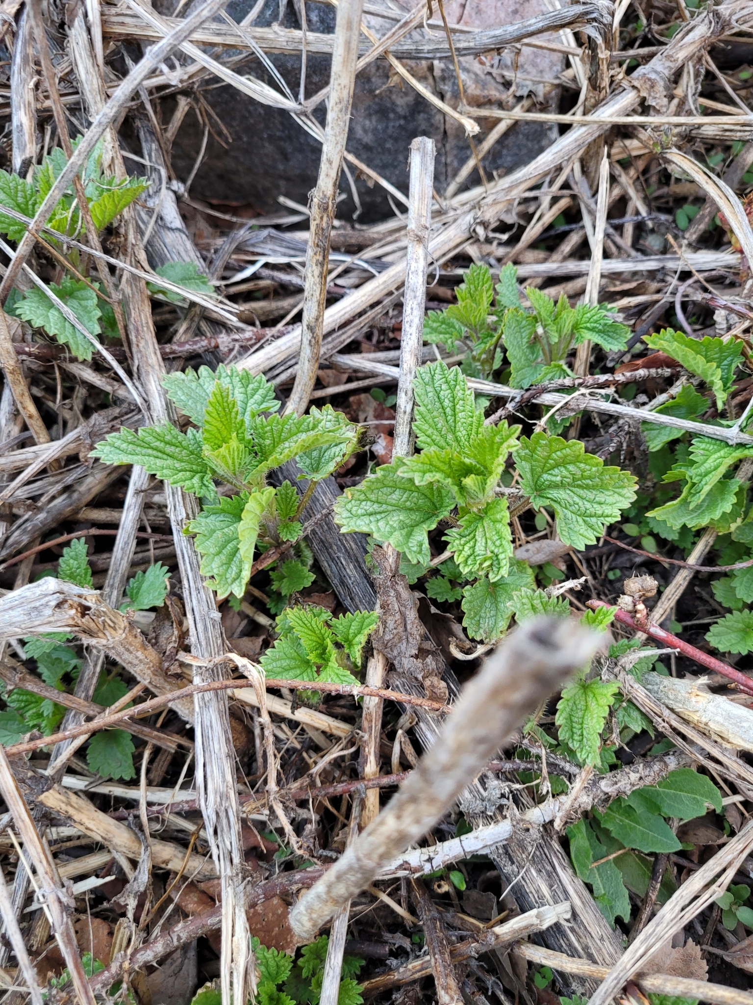 Slender Nettle (Urtica gracilis)