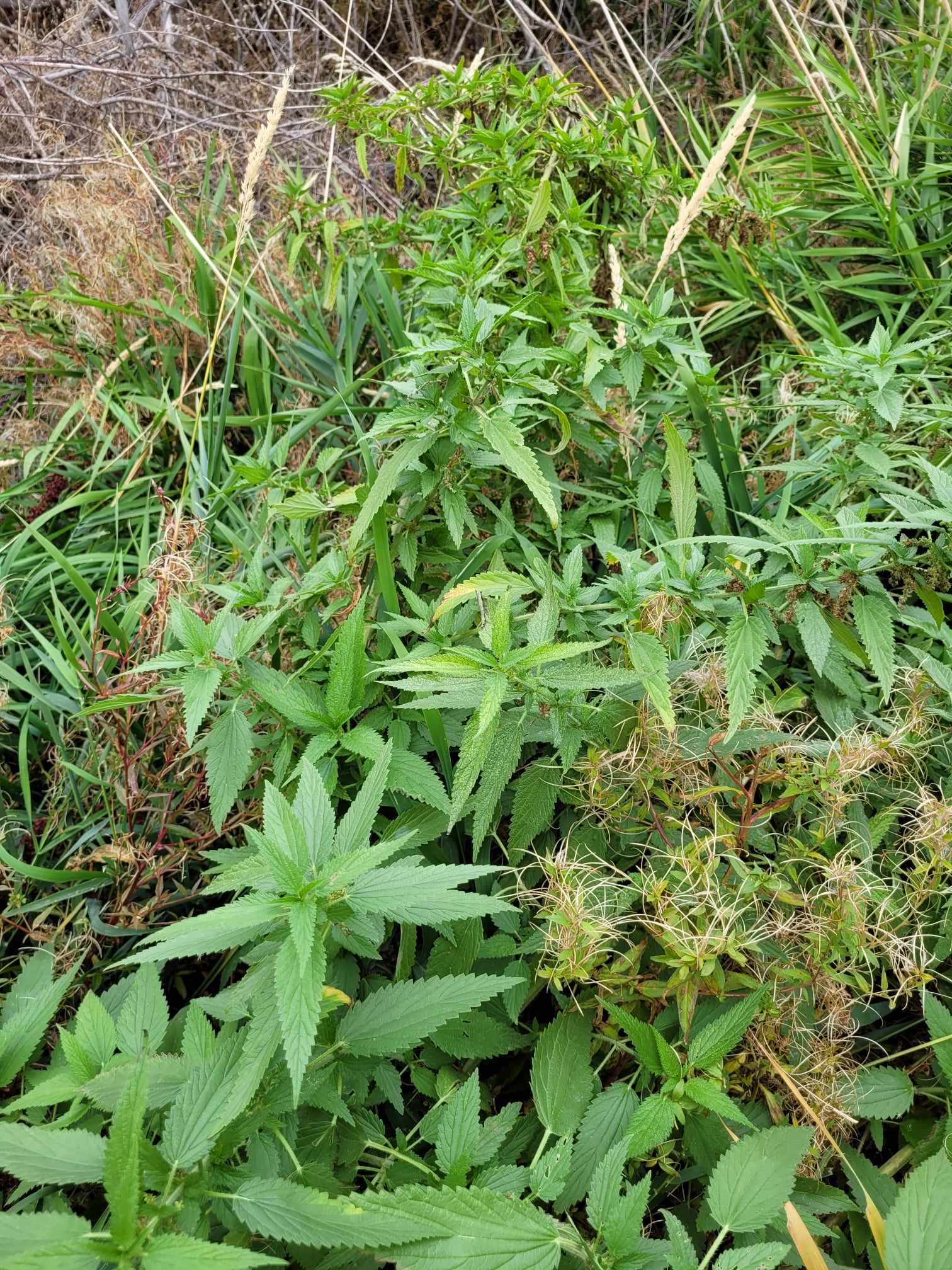 Slender Nettle (Urtica gracilis)