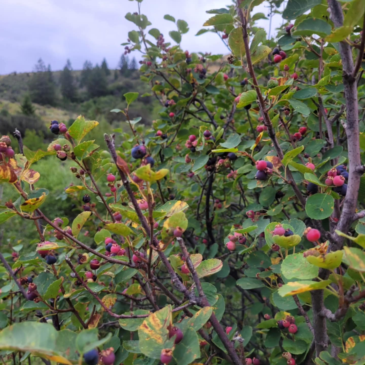 Utah Serviceberry (Amelanchier utahensis)