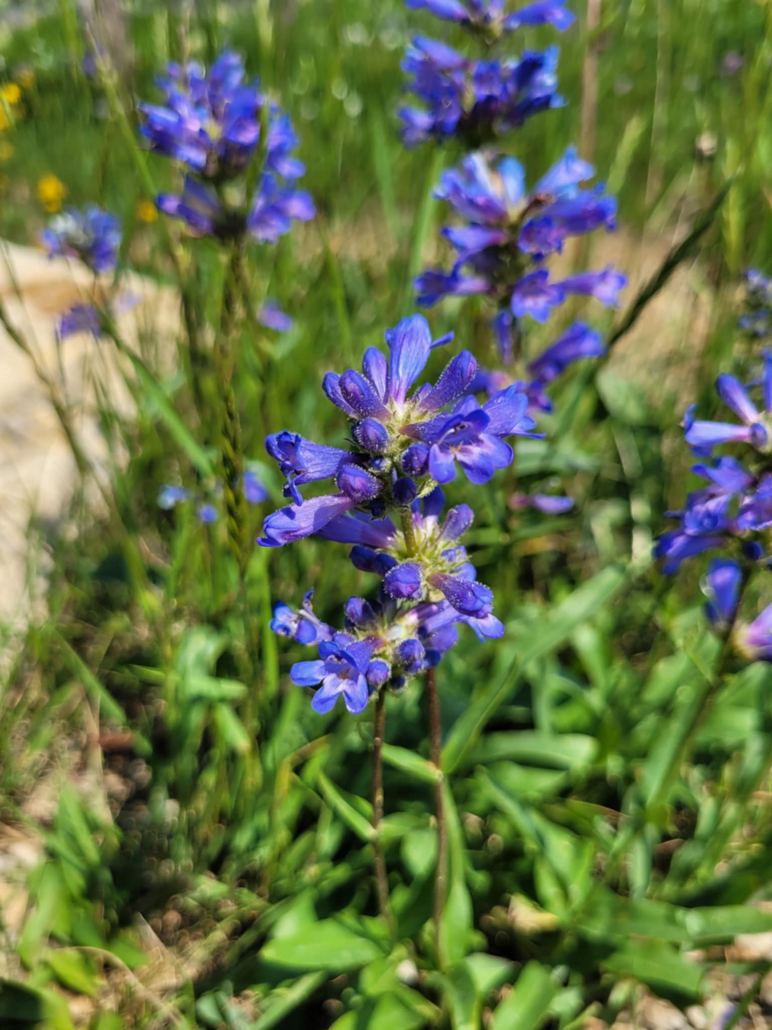 Wasatch Penstemon (Penstemon cyananthus)