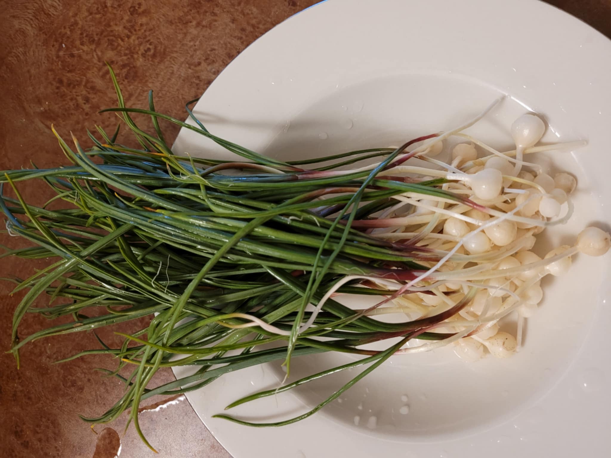 Wild Onion (Allium acuminatum)
