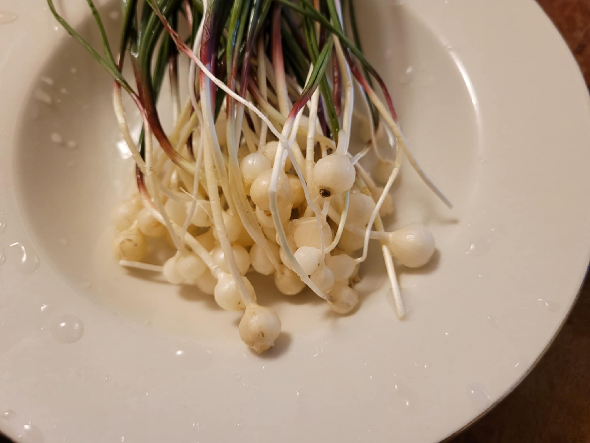 Wild Onion (Allium acuminatum)