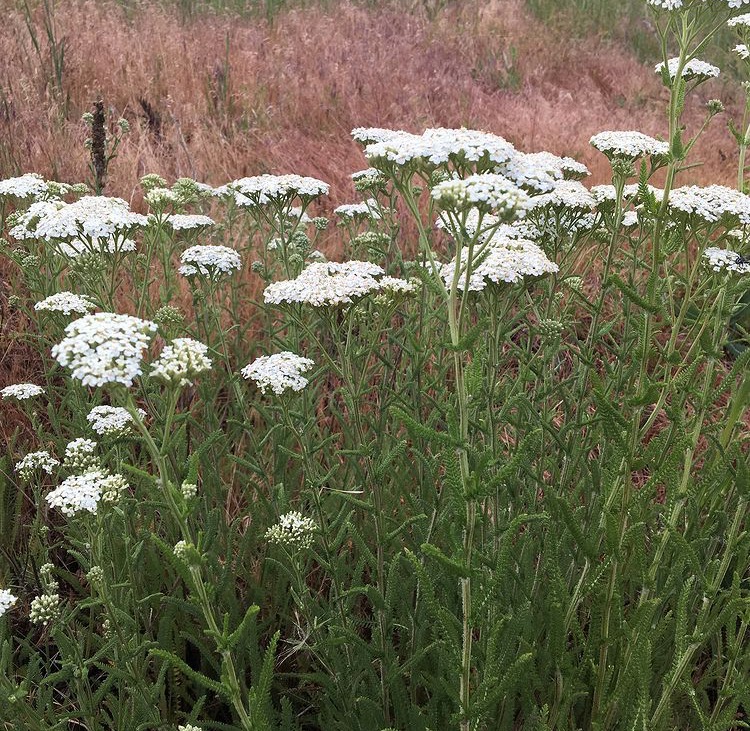 Yarrow (Achillea millefolium)