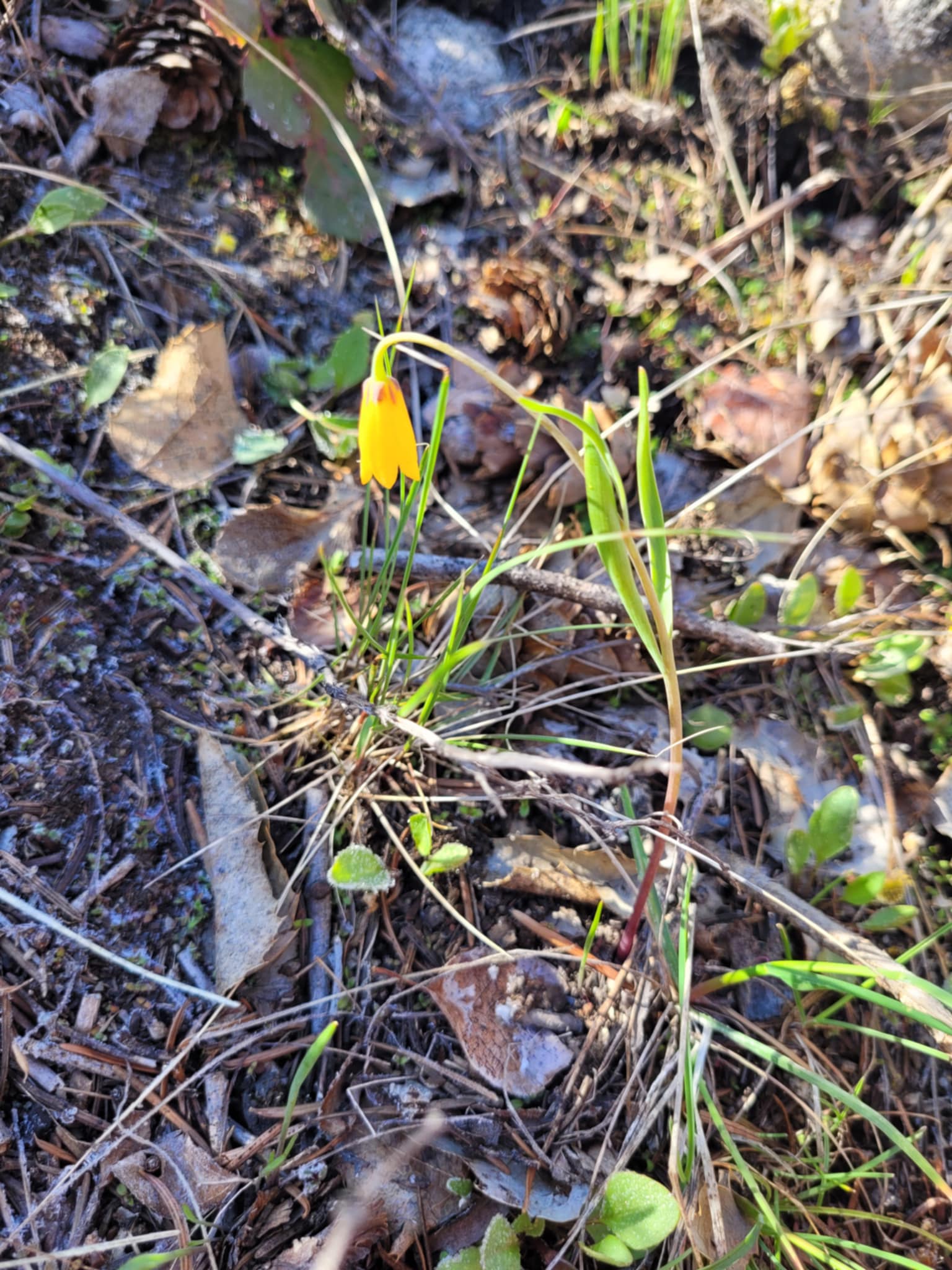 Yellow Bell (Fritillaria pudica)