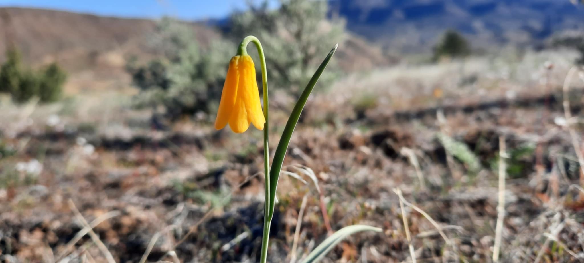 Yellow Bell (Fritillaria pudica)